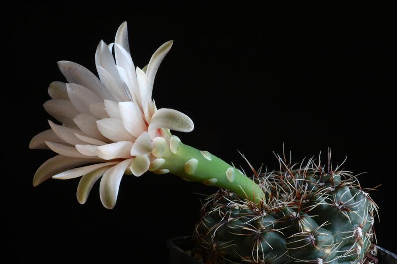 Gymnocalycium erinaceum 