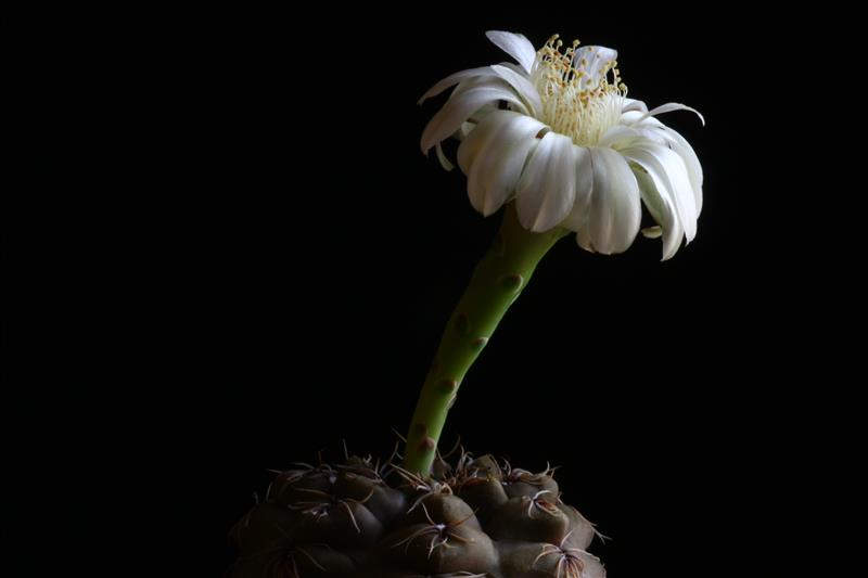 Gymnocalycium erolesii 