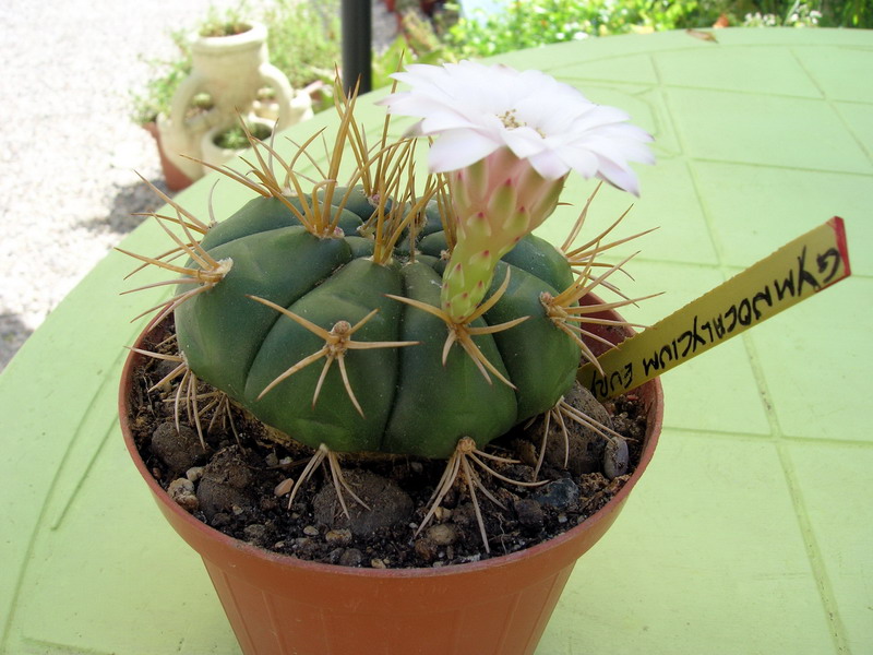 Gymnocalycium eurypleurum 