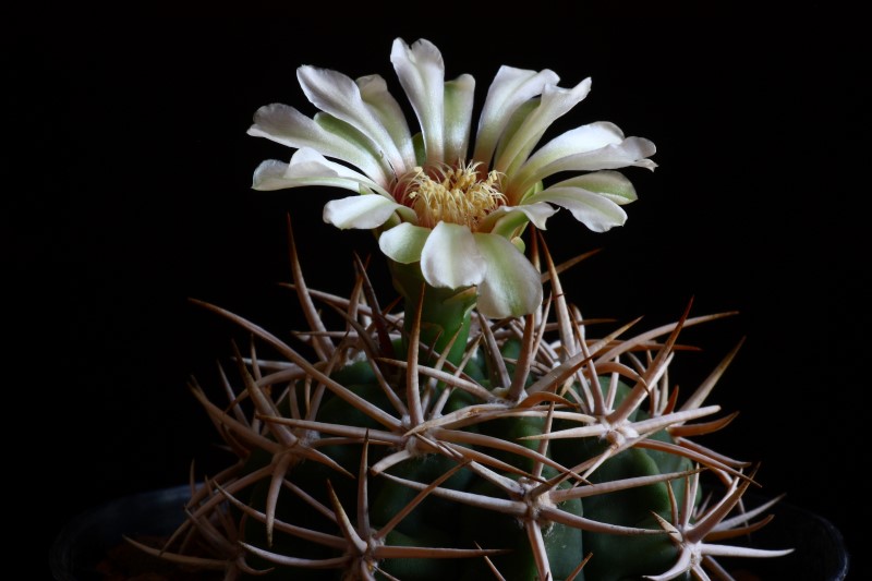 Gymnocalycium ferocior 