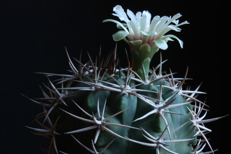 Gymnocalycium ferocior 