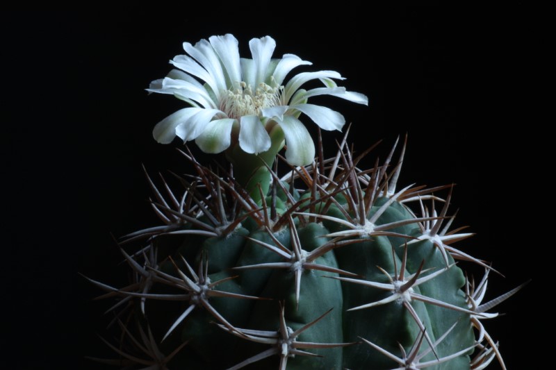 Gymnocalycium ferocior 