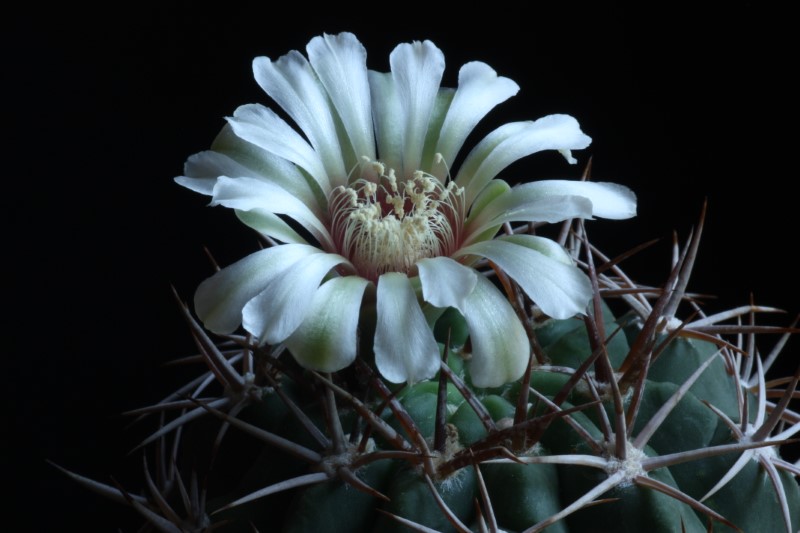 Gymnocalycium ferocior 