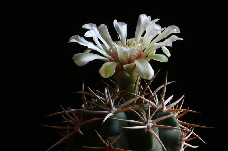 Gymnocalycium ferocior 