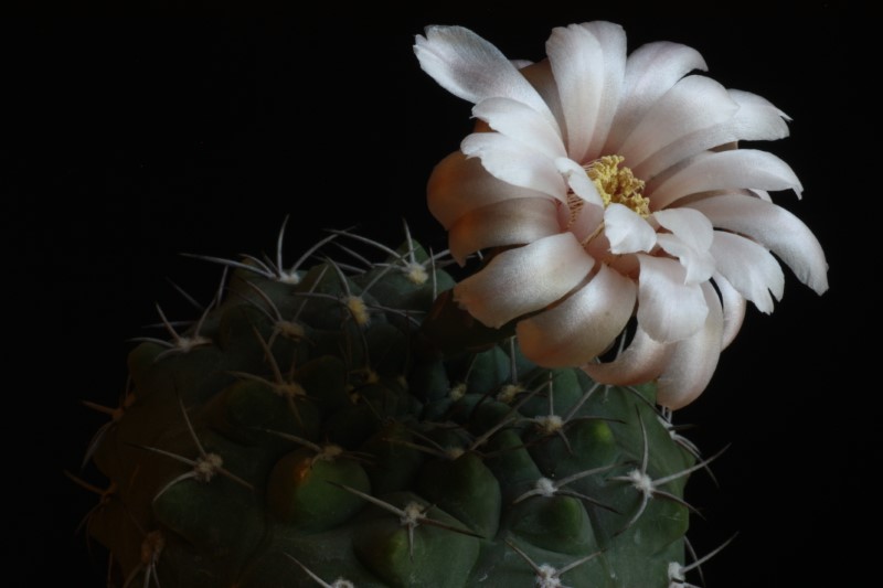 Gymnocalycium ferrarii 