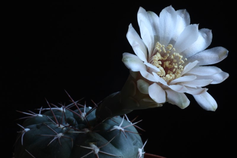 Gymnocalycium ferrarii 