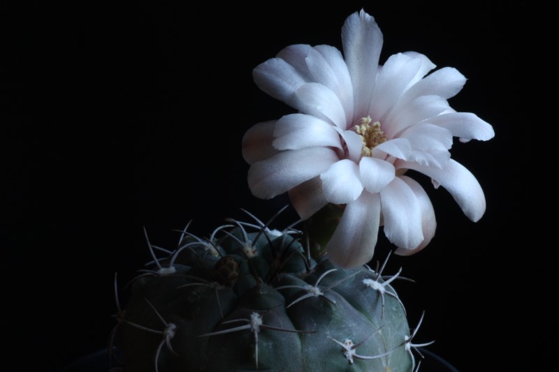 Gymnocalycium ferrarii 