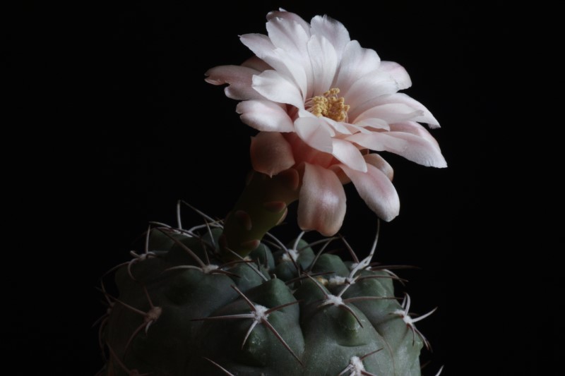 Gymnocalycium ferrarii 