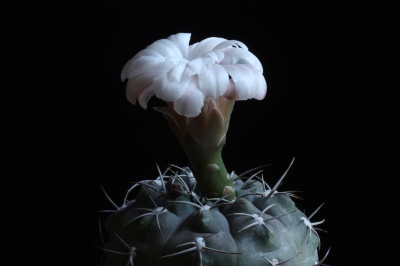 Gymnocalycium ferrarii 