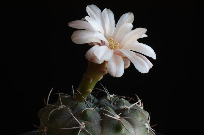 Gymnocalycium ferrarii 