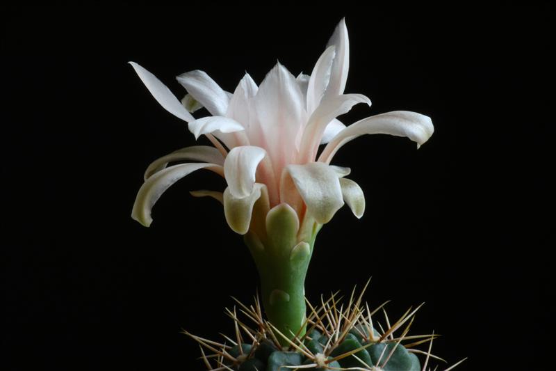 Gymnocalycium fischeri ssp. suyuquense 