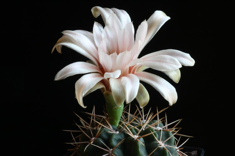 Gymnocalycium fischeri ssp. suyuquense 