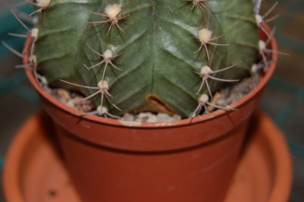 Gymnocalycium friedrichii 