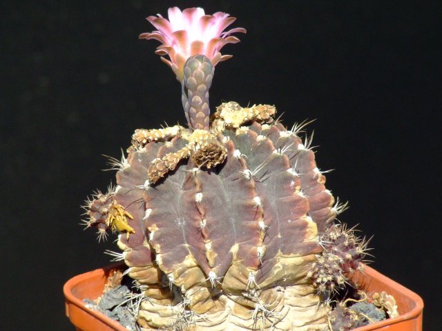 Gymnocalycium friedrichii 