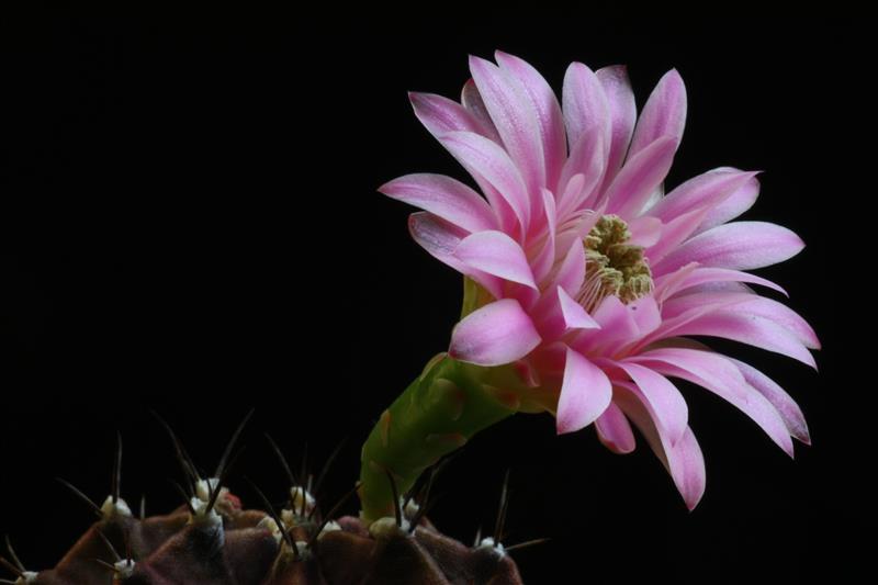 Gymnocalycium friedrichii 