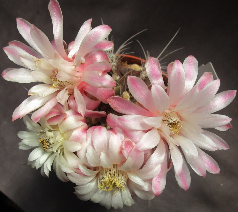 Gymnocalycium friedrichii 