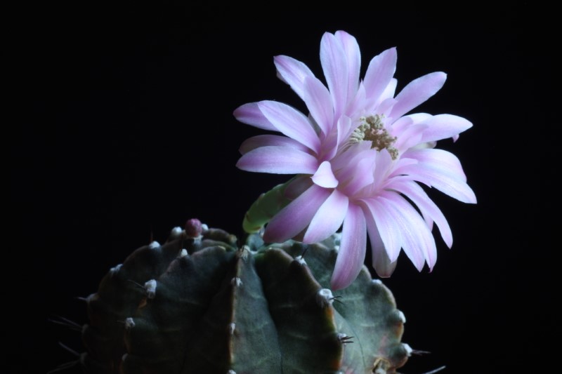 Gymnocalycium friedrichii 