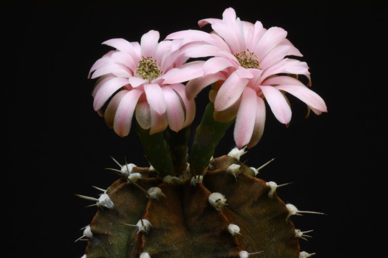 Gymnocalycium friedrichii 