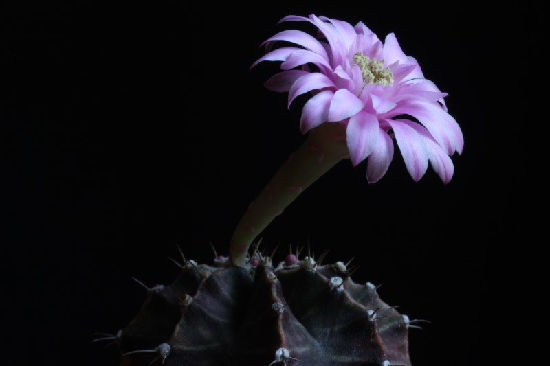 Gymnocalycium friedrichii 