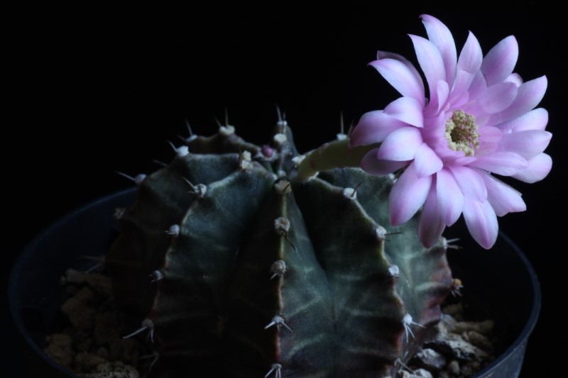 Gymnocalycium friedrichii 