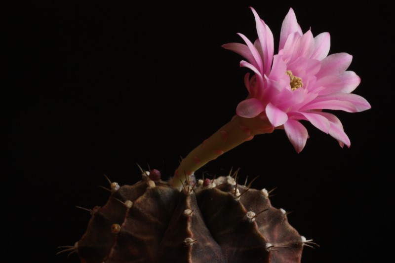 Gymnocalycium friedrichii 