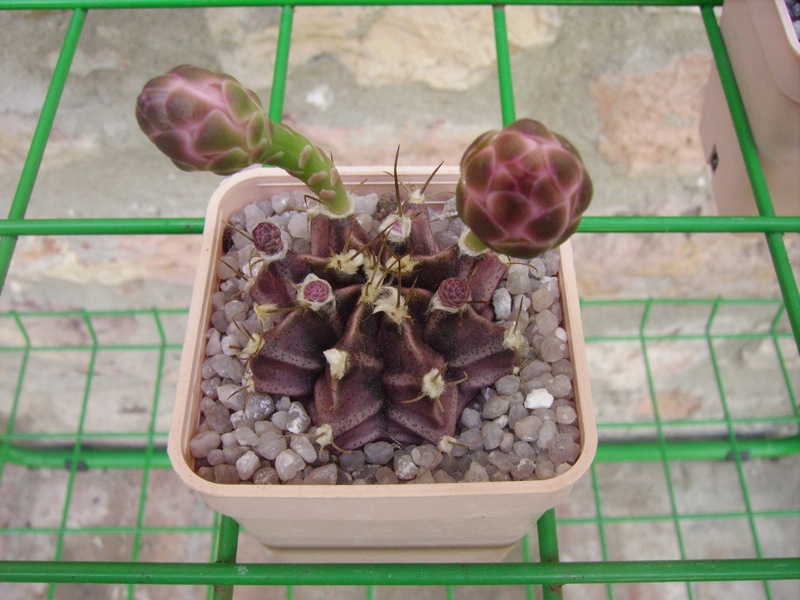 Gymnocalycium Friendrichii 