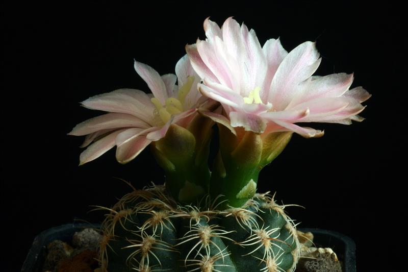 Gymnocalycium gertii 