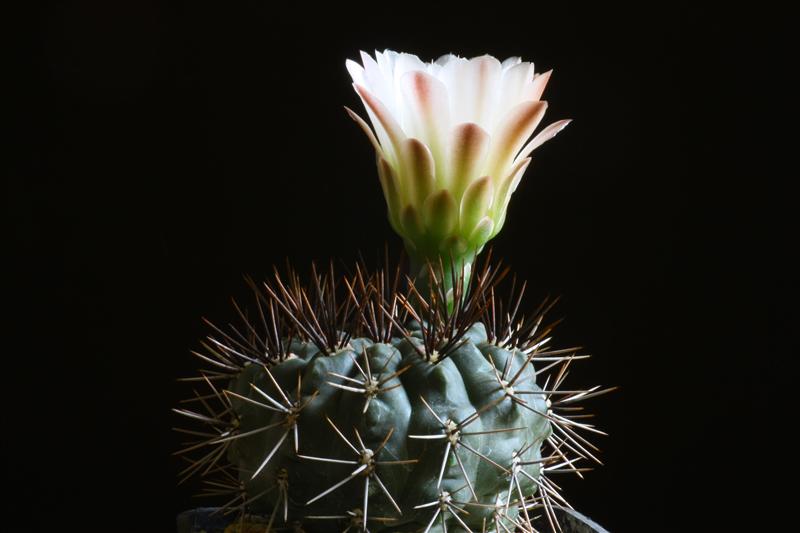 Gymnocalycium gibbosum 