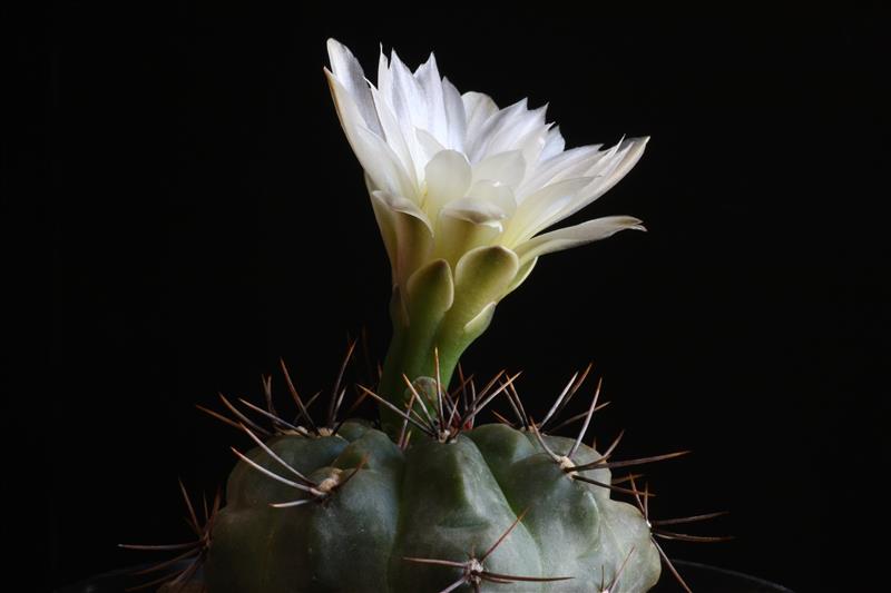 Gymnocalycium gibbosum v. chubutense 