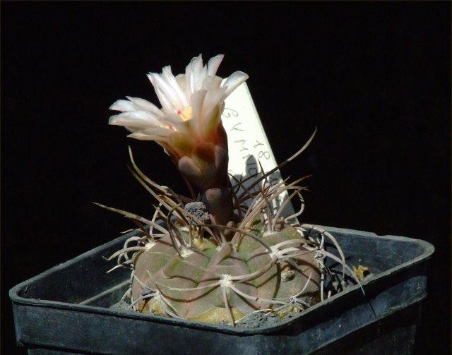 Gymnocalycium glaucum 