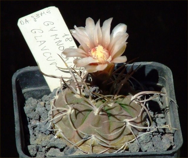 Gymnocalycium glaucum 