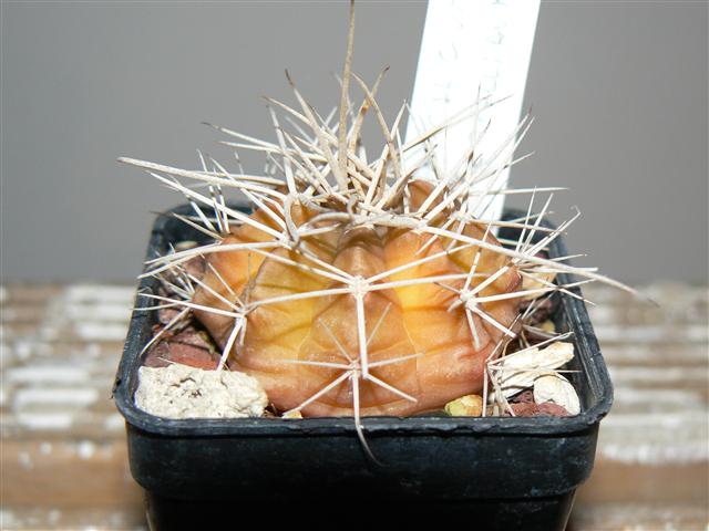 gymnocalycium griseo-pallidum