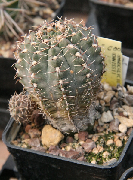 Gymnocalycium hennissii 