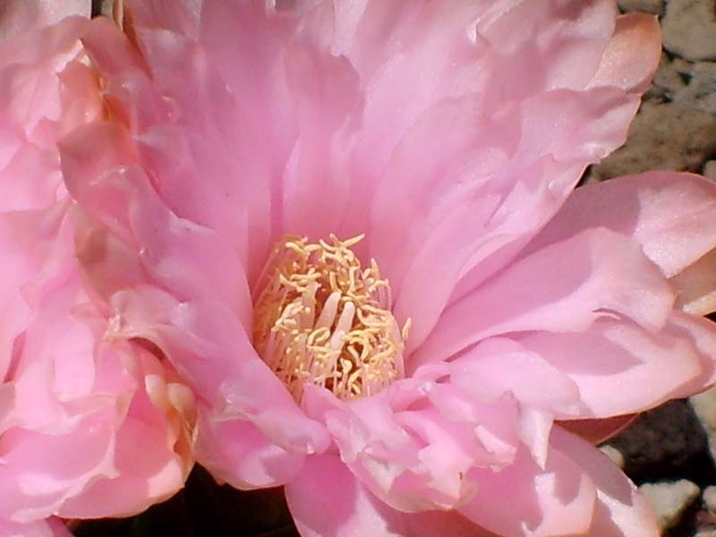 Gymnocalycium horstii 