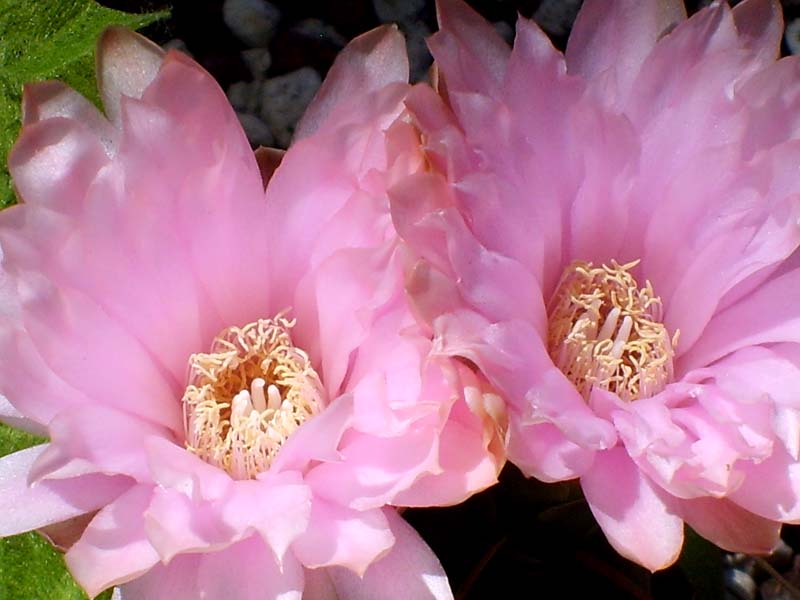 Gymnocalycium horstii 