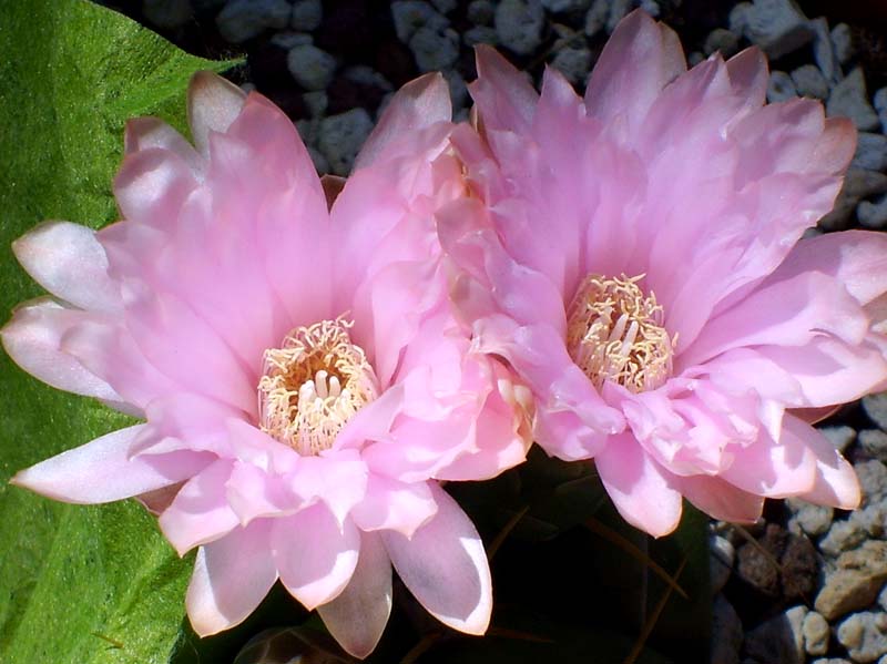 Gymnocalycium horstii 