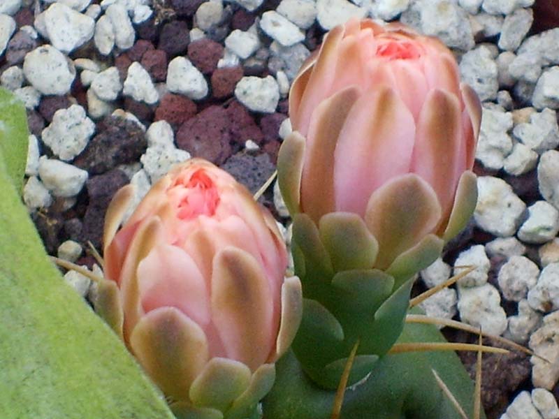 Gymnocalycium horstii 