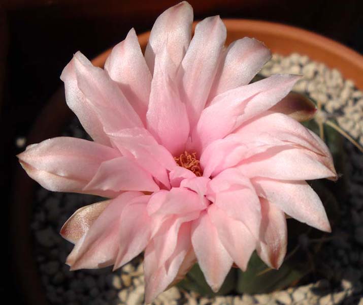 Gymnocalycium horstii 