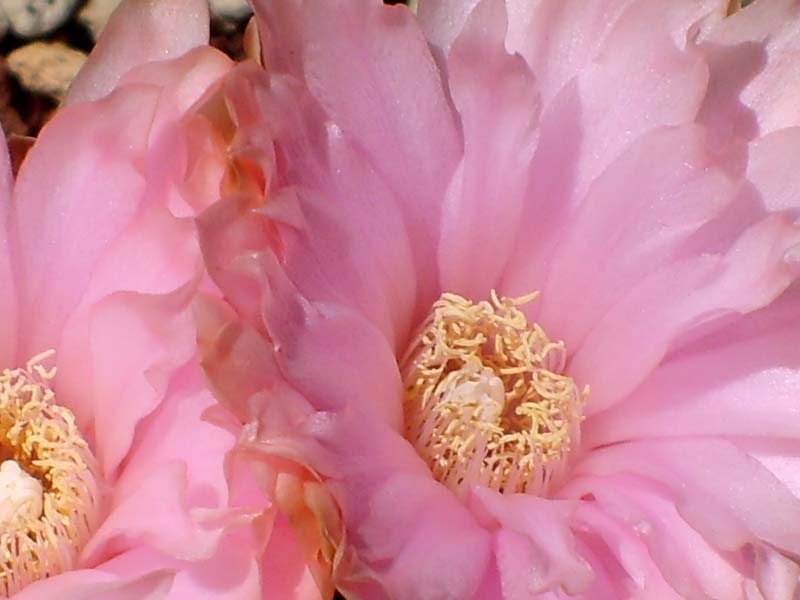 Gymnocalycium horstii 