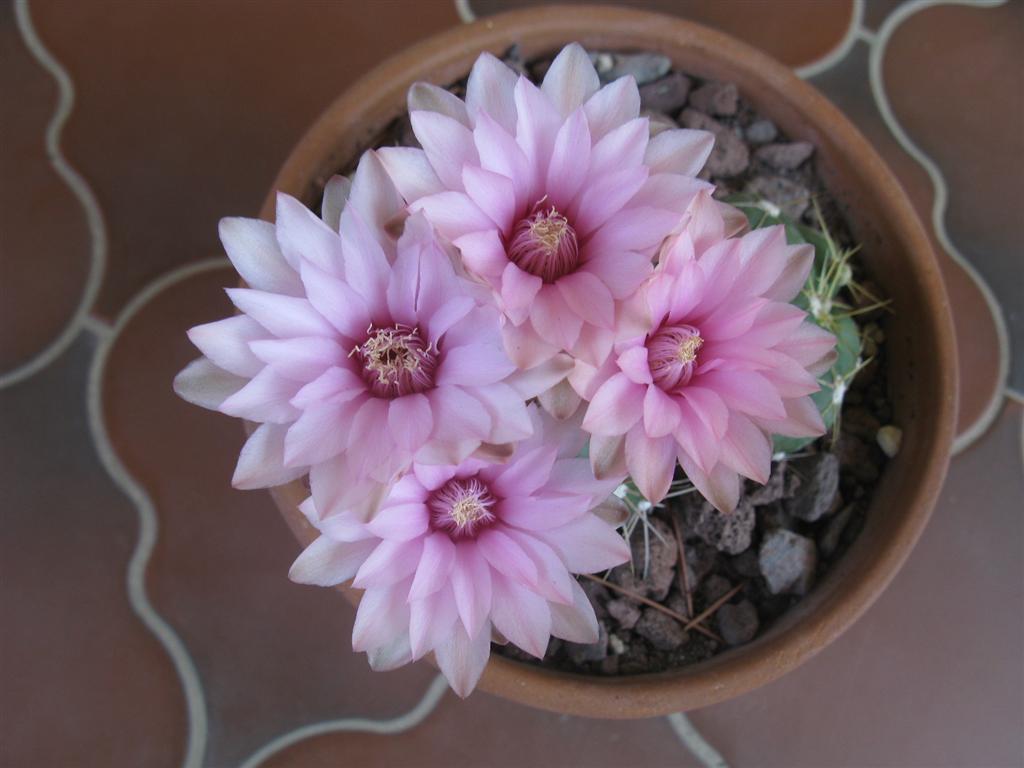 Gymnocalycium horstii 