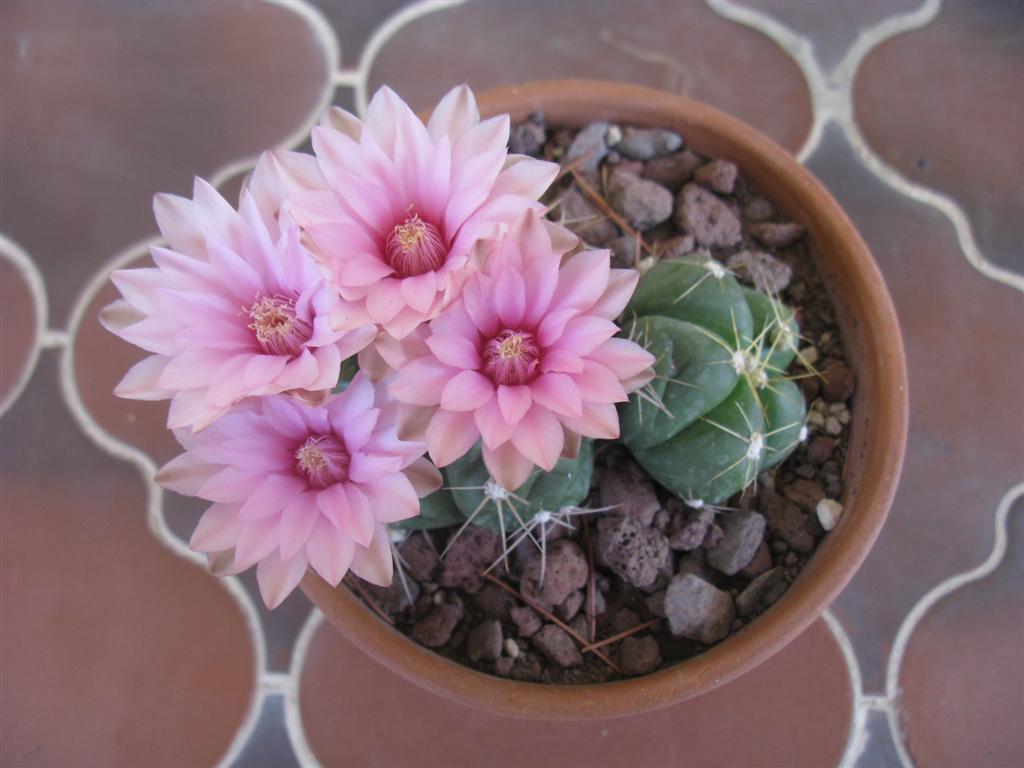 Gymnocalycium horstii 