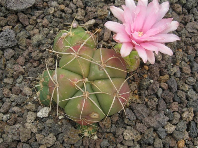 Gymnocalycium horstii 