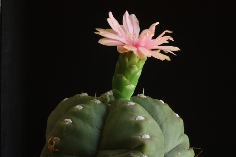 Gymnocalycium horstii ssp. buenekeri 
