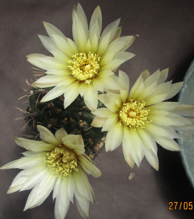 Gymnocalycium borthii 