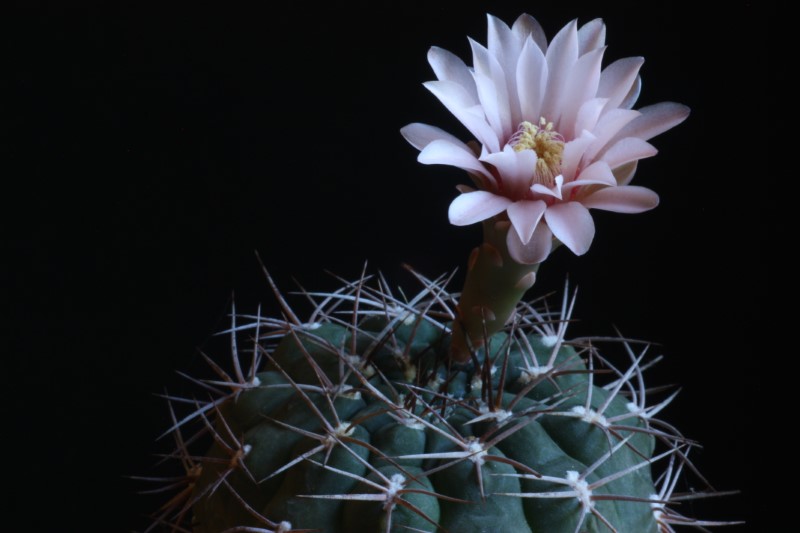Gymnocalycium hossei 