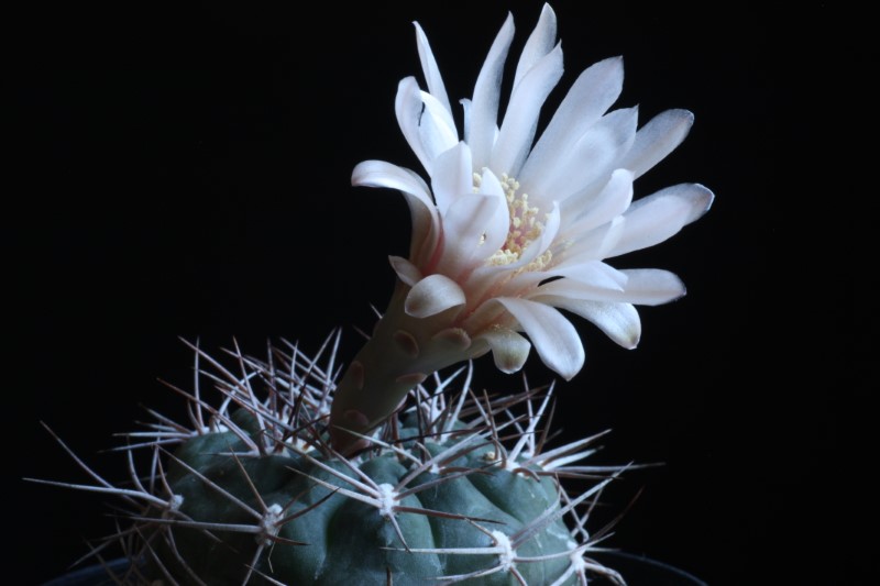 Gymnocalycium hossei 