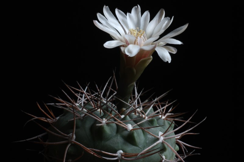 Gymnocalycium hossei 