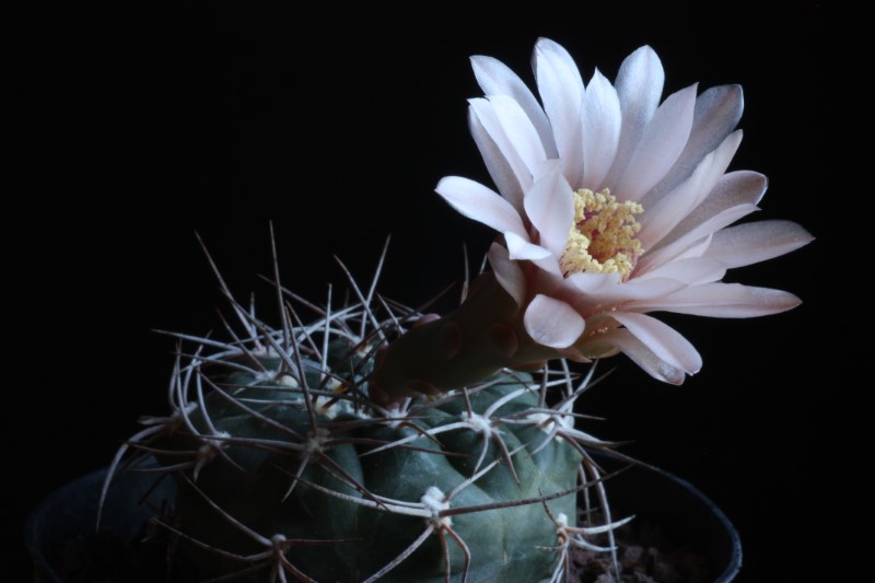 Gymnocalycium hossei 