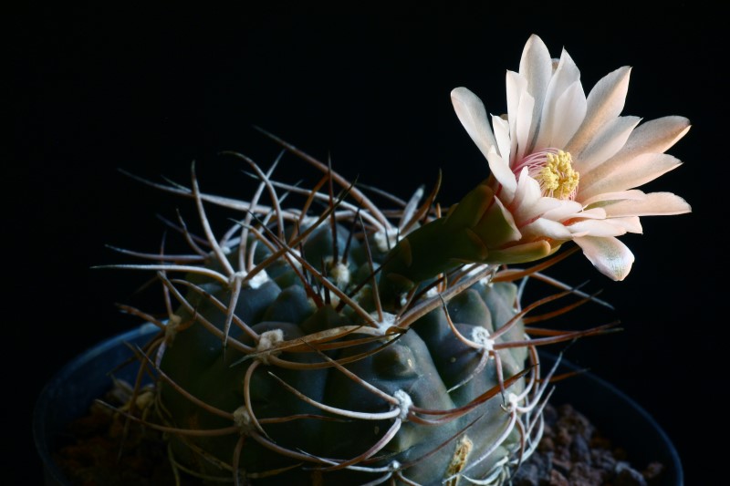 Gymnocalycium hossei 