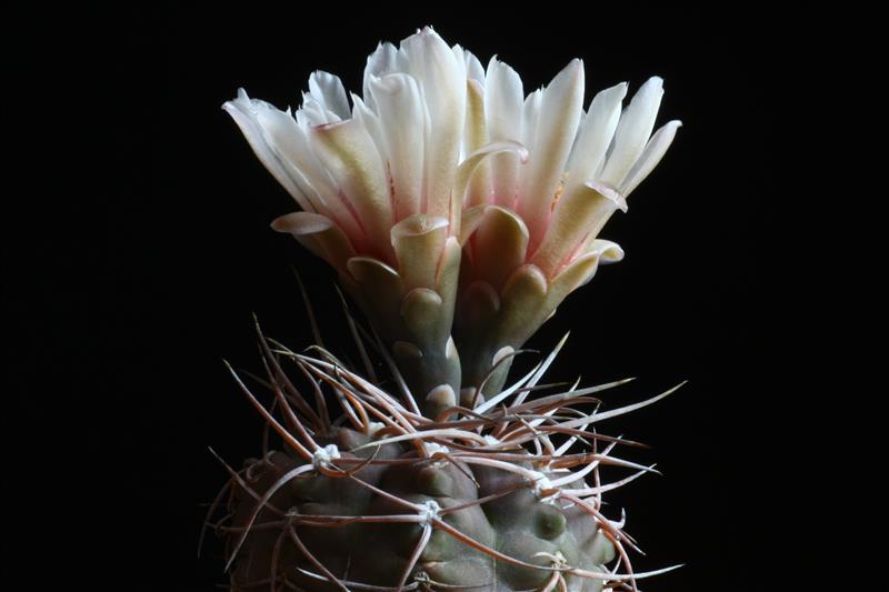 Gymnocalycium hossei 